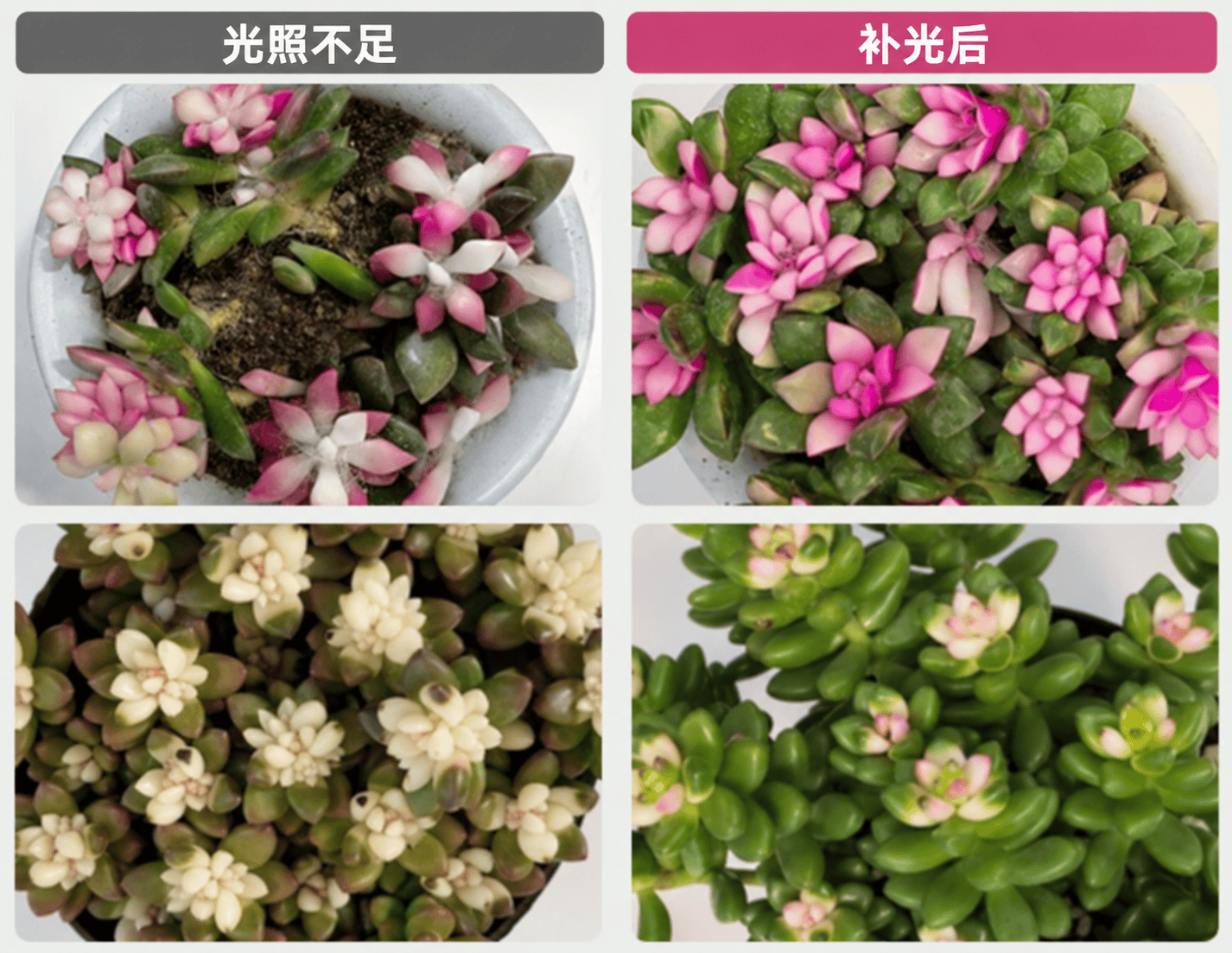 入冬绿植迎"越冬大考"，三思植物灯双11让利上新
